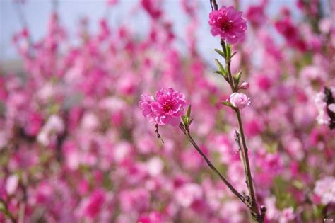 霧水桃花化解|7大風水妙招教你化解爛桃花(組圖) 桃花運 